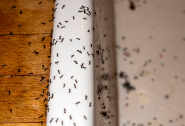 Reliable Oak Park, CA Pest Control Solutions
